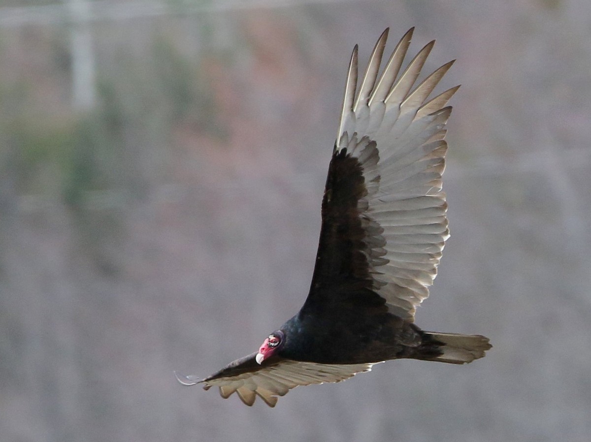Turkey Vulture - John King