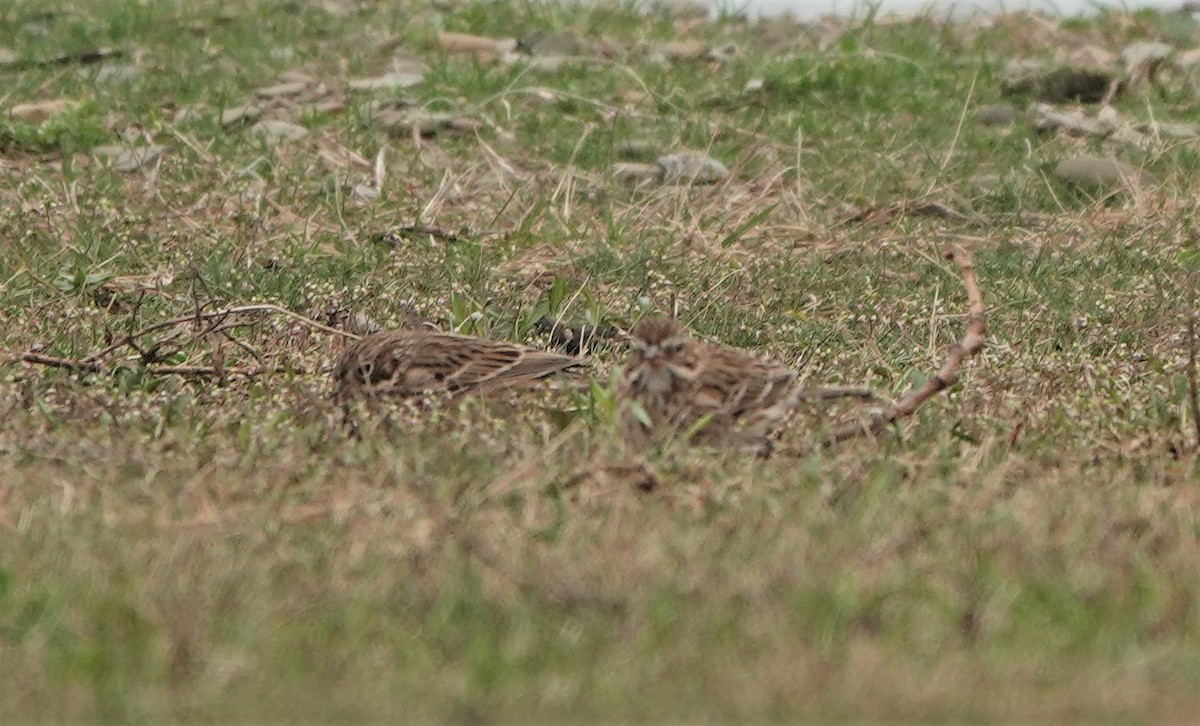 EBird Checklist - 6 Apr 2023 - Presque Isle SP (IBA) - 47 Species