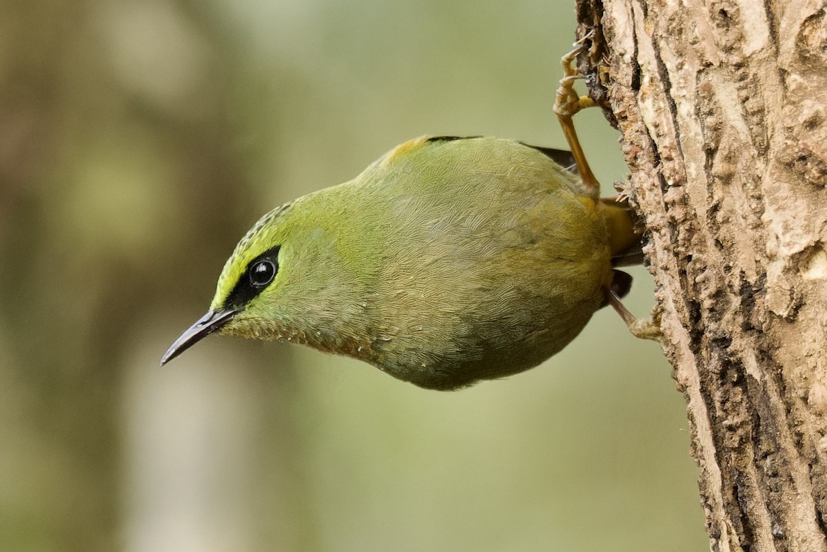 Fire-tailed Myzornis - ML554169131