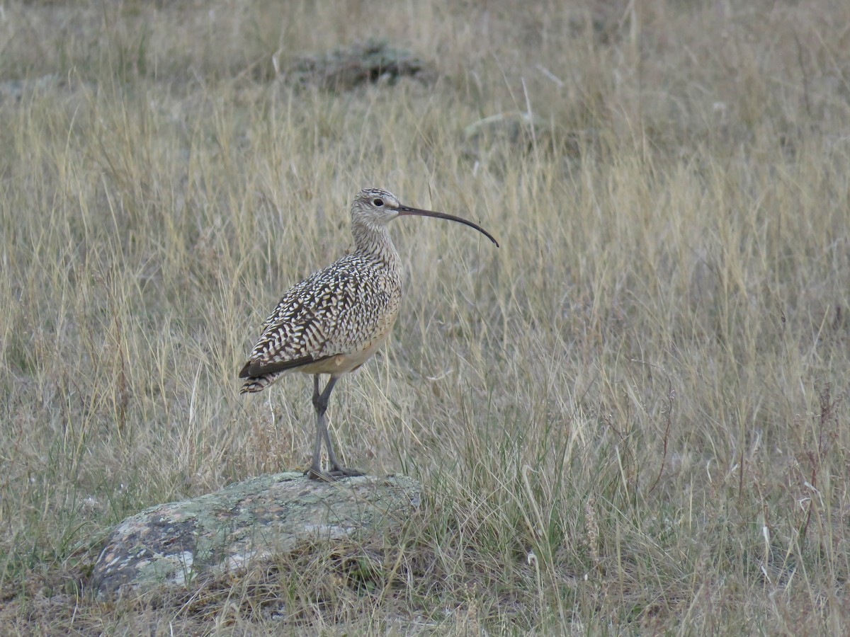 Long-billed Curlew - ML55416941