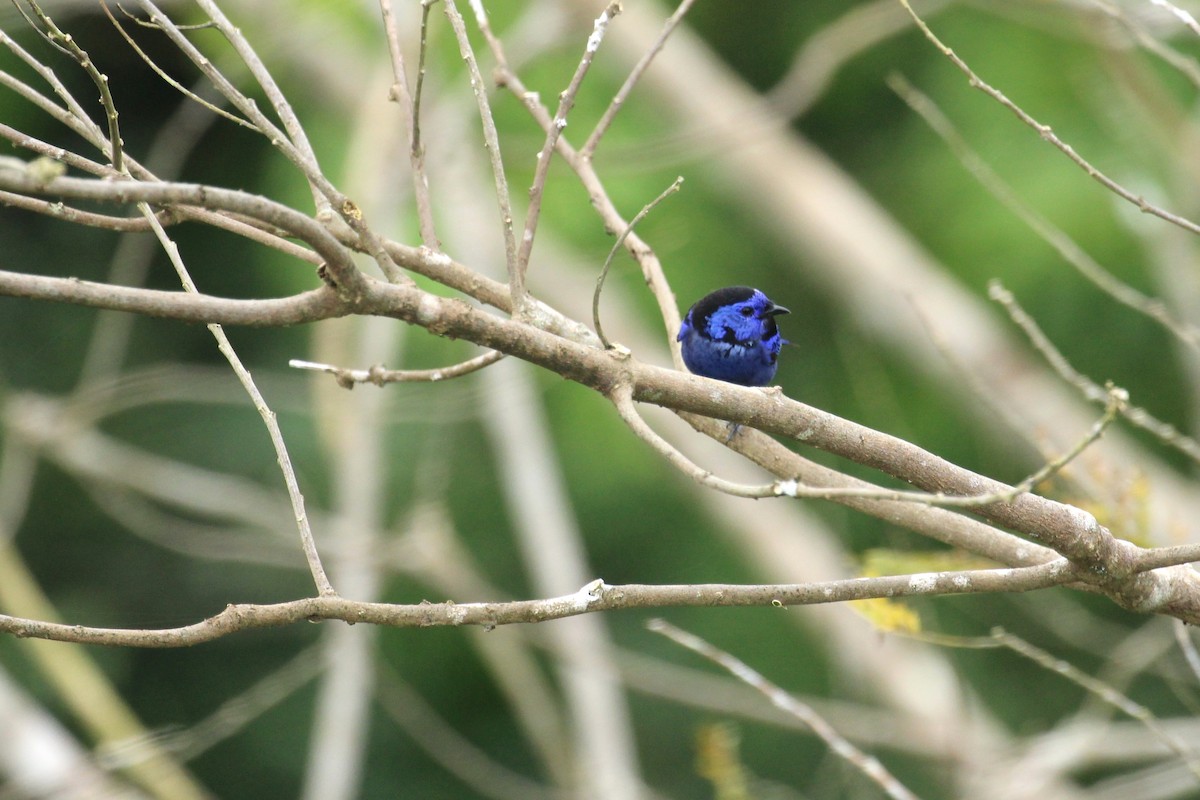 Opal-rumped Tanager - ML55417111