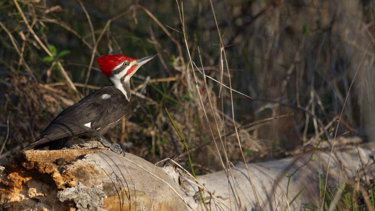 Pileated Woodpecker - ML554171481