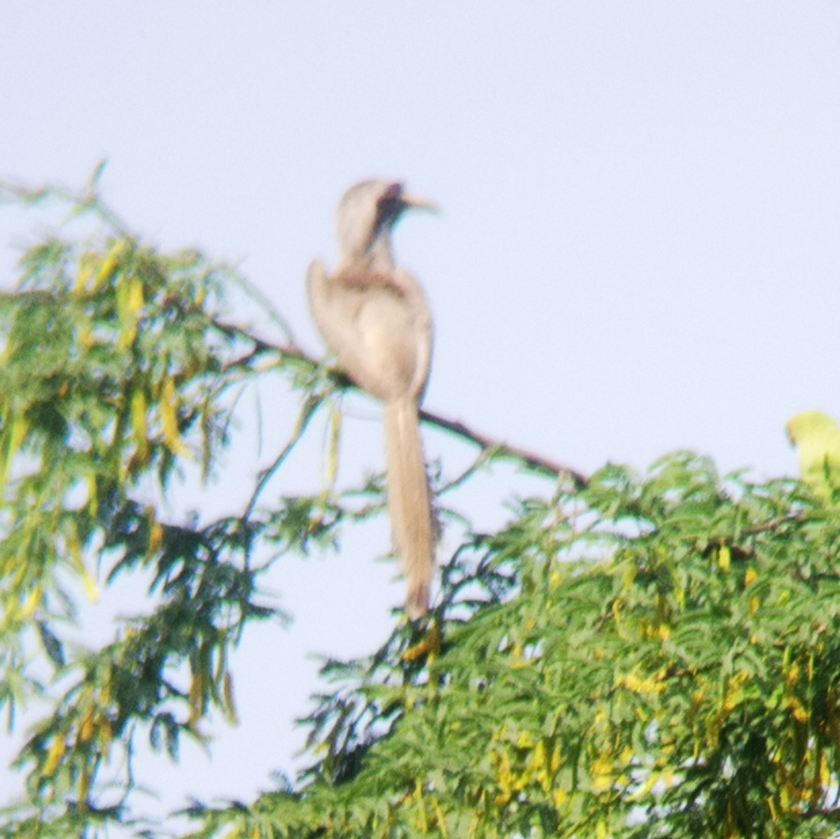 Indian Gray Hornbill - ML554172711