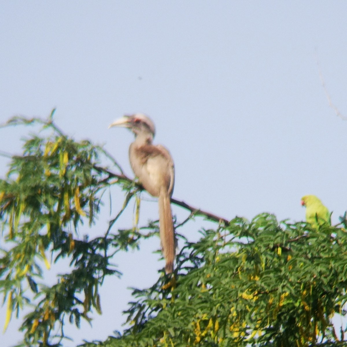 Indian Gray Hornbill - ML554172721