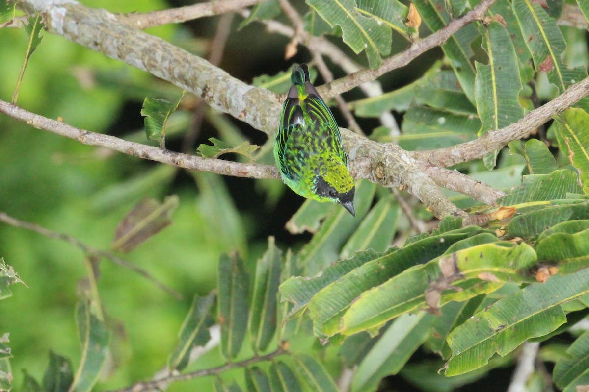 Green-and-gold Tanager - ML55417321