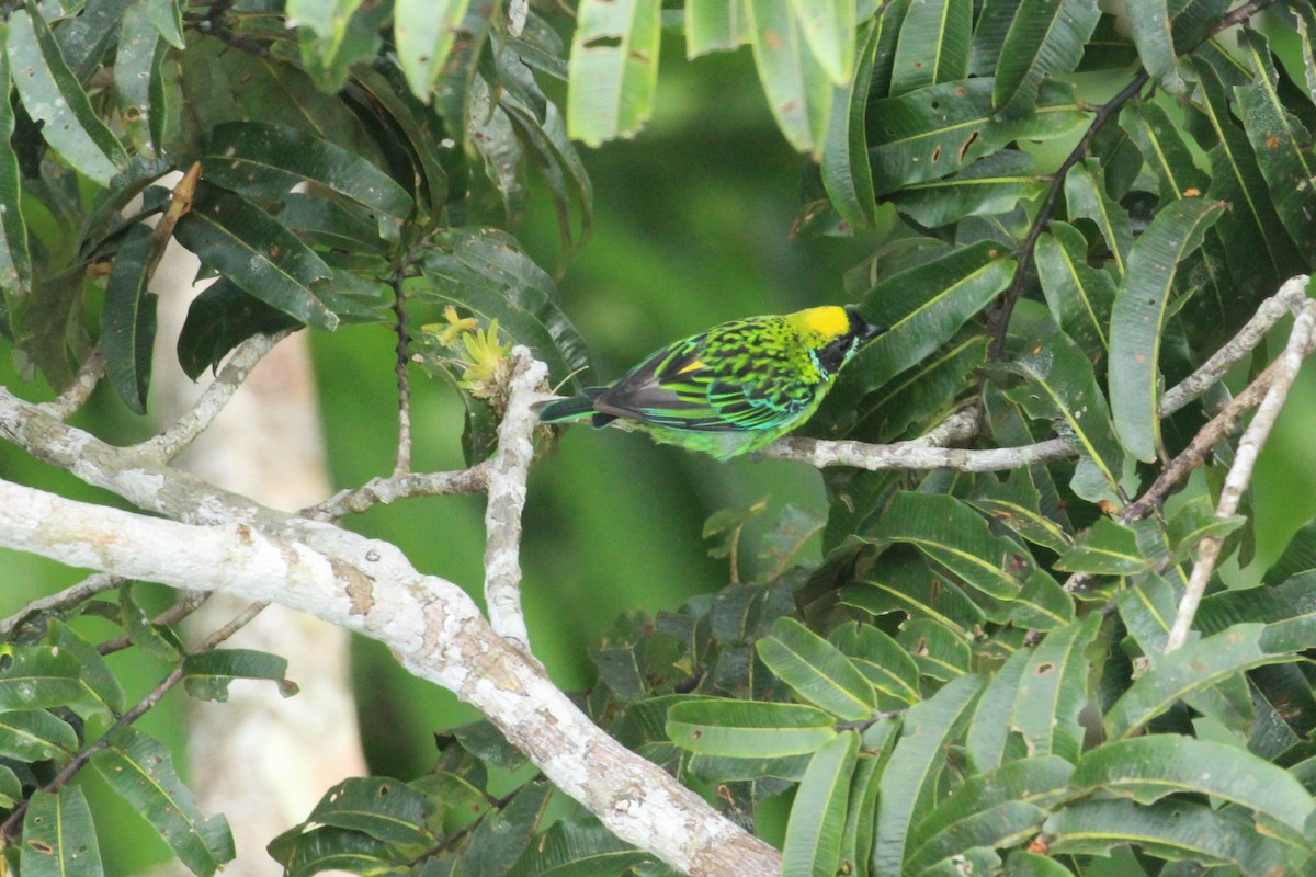 Green-and-gold Tanager - ML55417331