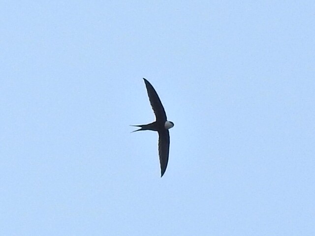 Great Swallow-tailed Swift - ML554182991