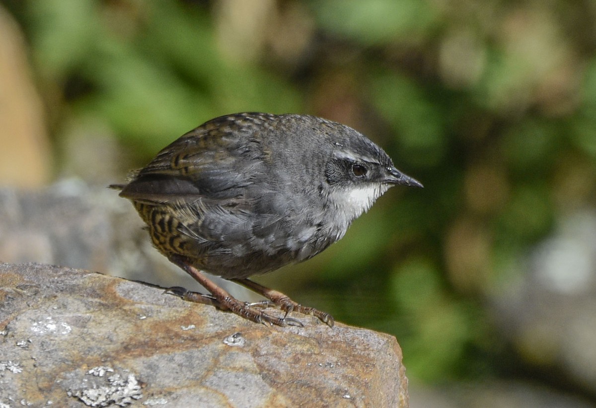 Zimmer's Tapaculo - ML554184011