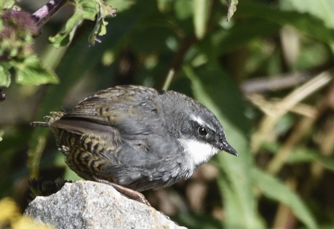 Zimmer's Tapaculo - ML554184031