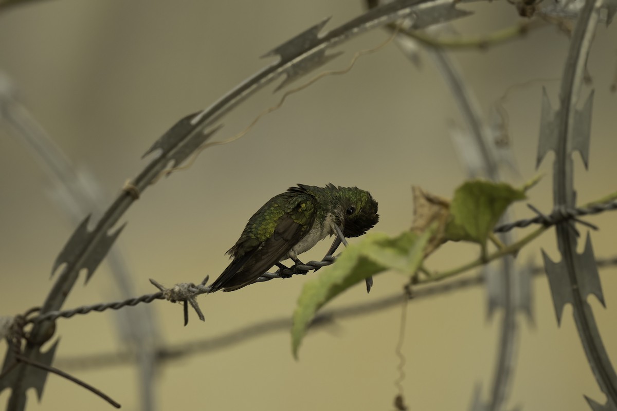 Sapphire-throated Hummingbird - Scott Krammer
