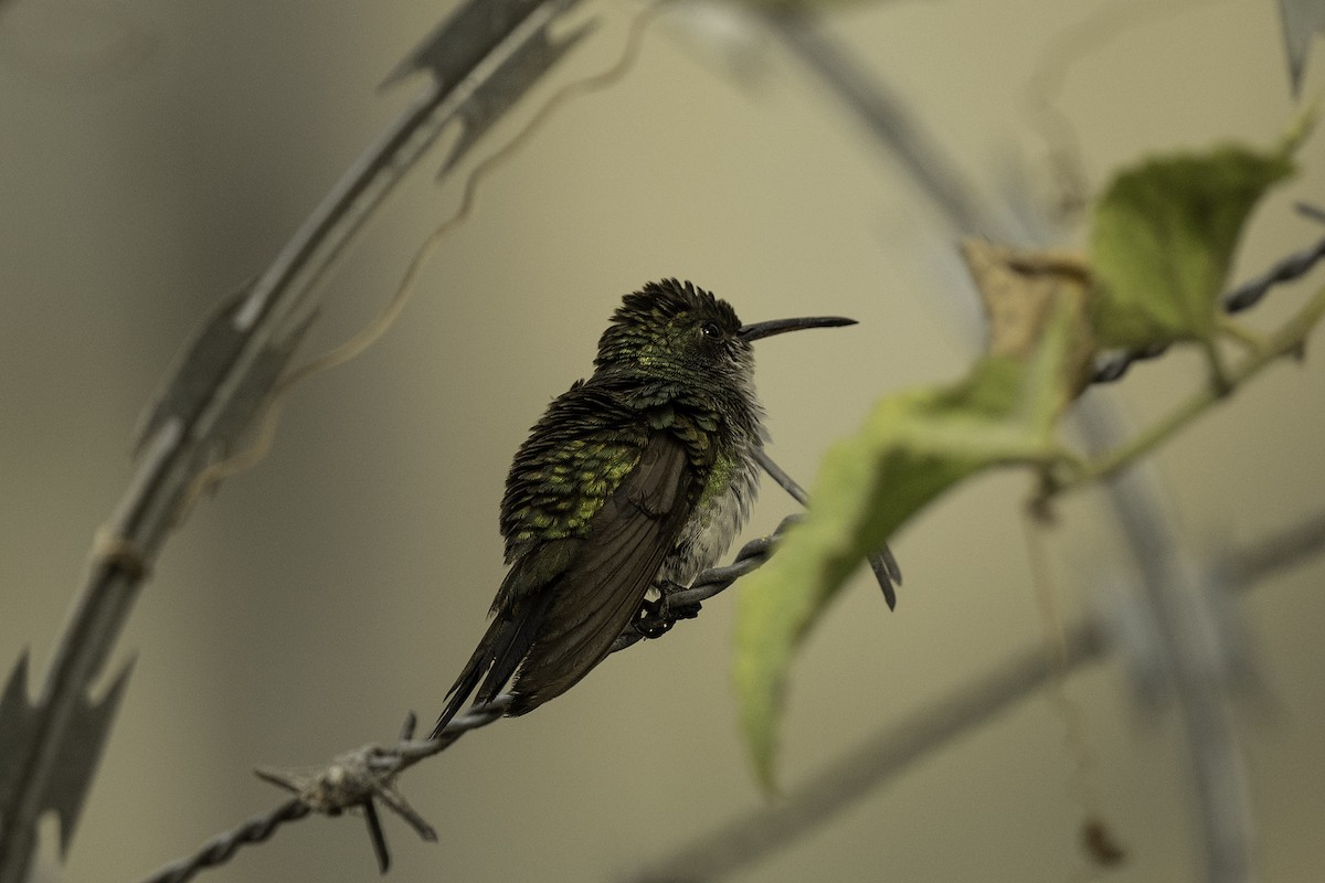 Sapphire-throated Hummingbird - Scott Krammer