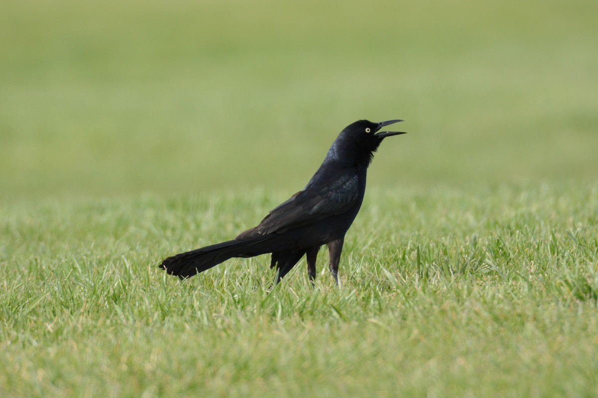 Great-tailed Grackle - ML55418611