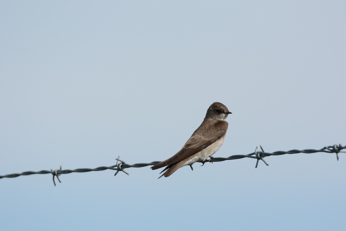 Northern Rough-winged Swallow - ML55418681