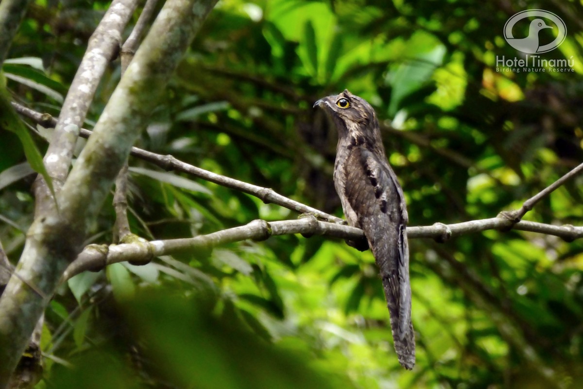 Common Potoo - Tinamú Birding Nature Reserve