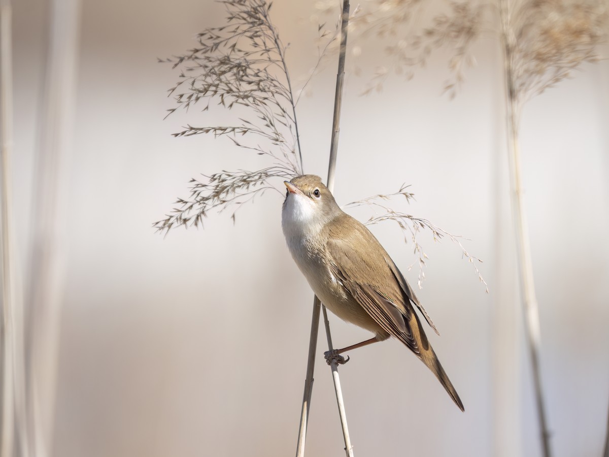 Common Reed Warbler - ML554191881