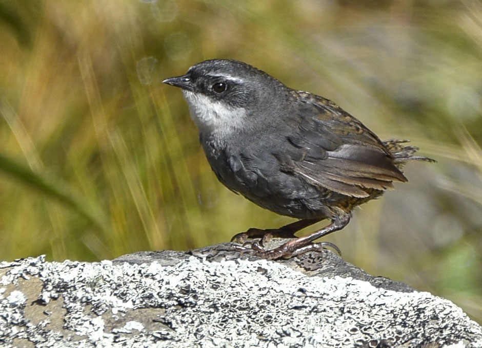 Zimmer's Tapaculo - ML554193071