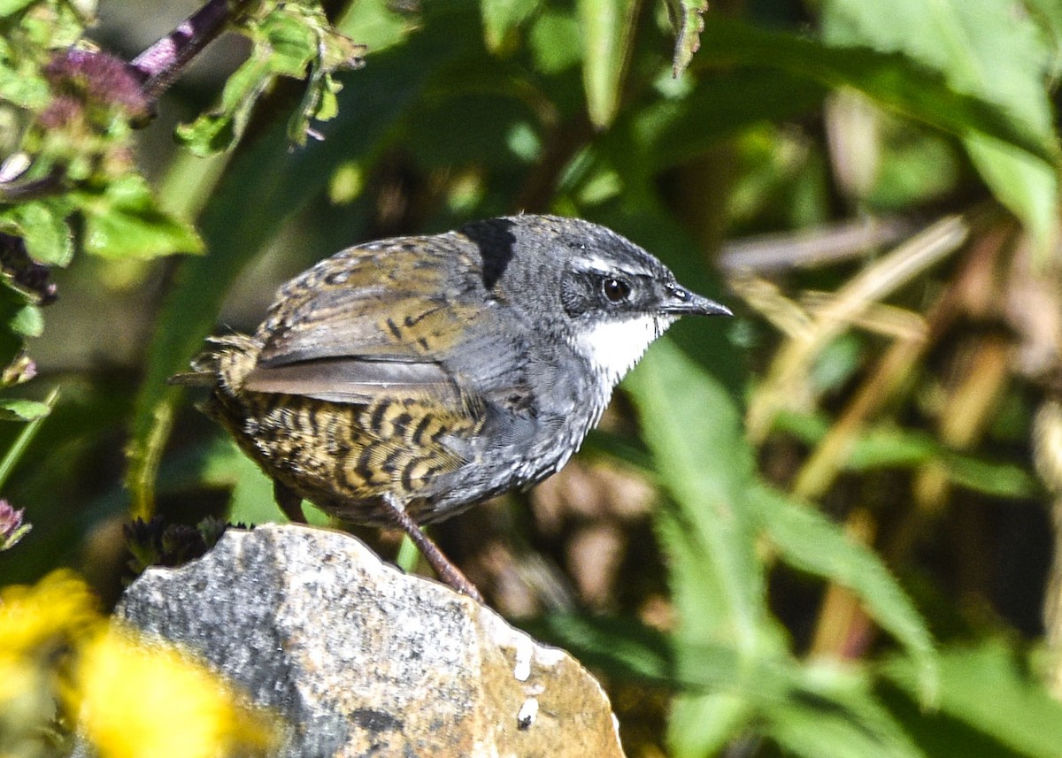 Zimmer's Tapaculo - ML554193081