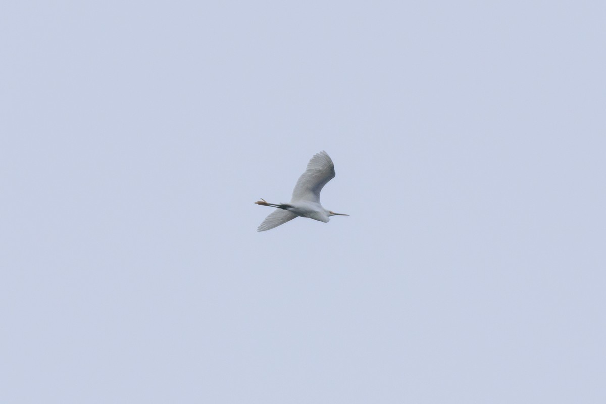 Snowy Egret - ML554197621
