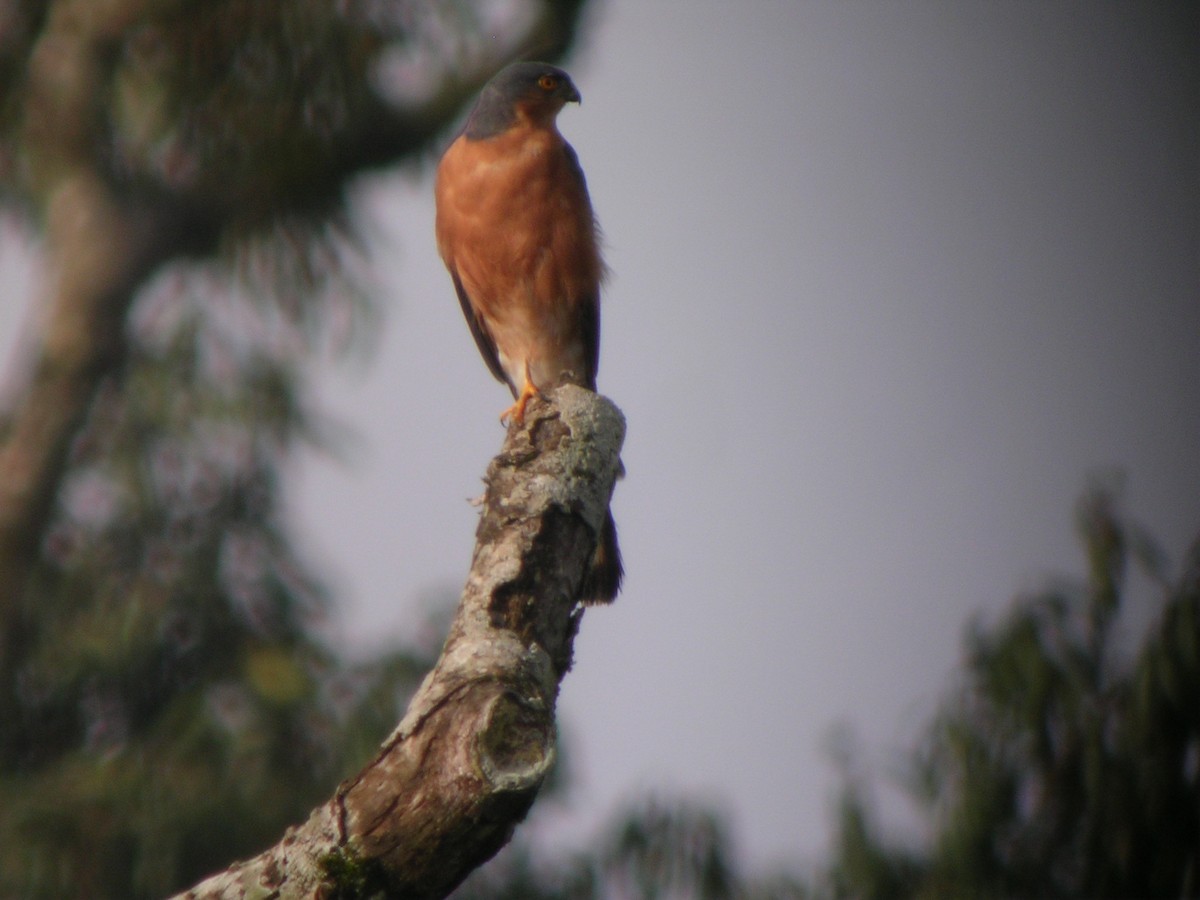 Rufous-breasted Sparrowhawk - Catherine McFadden
