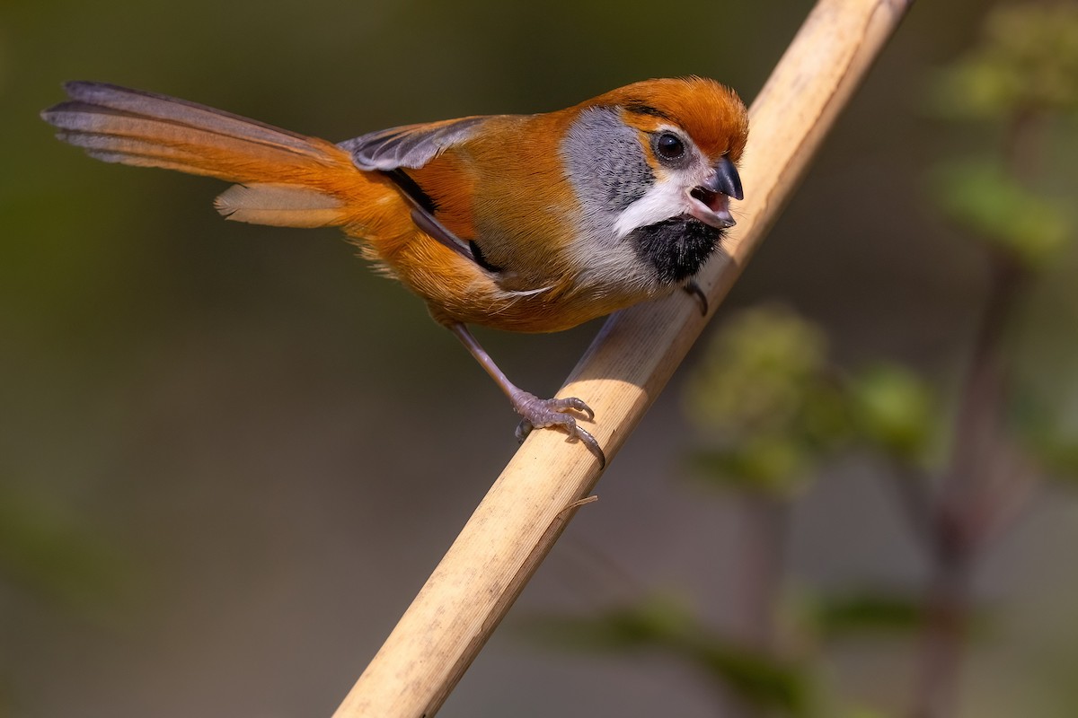 Black-throated Parrotbill (Gray-breasted) - ML554200401