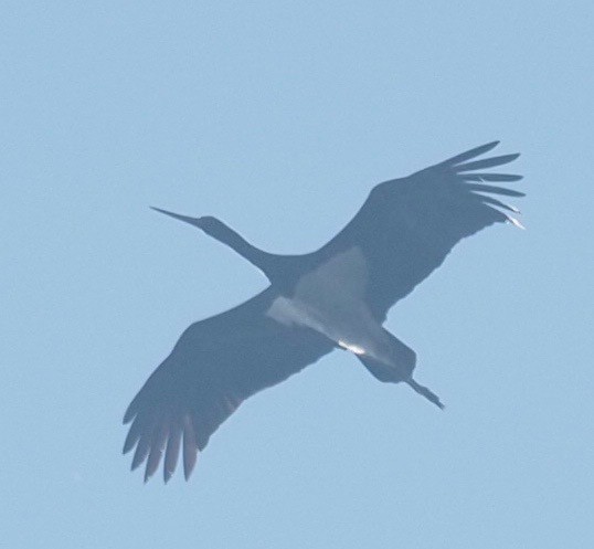 Black Stork - ML554200421
