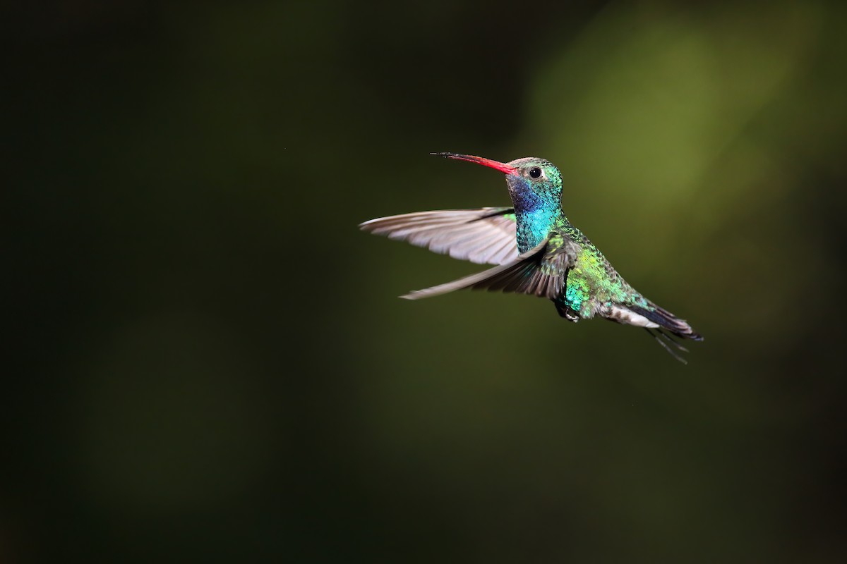 Broad-billed Hummingbird - Scott Carpenter