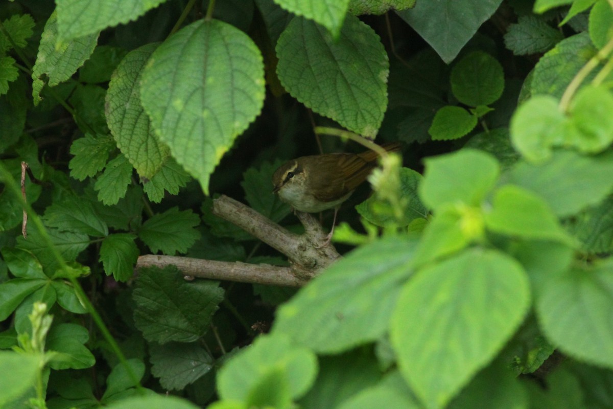 Pale-legged Leaf Warbler - ML554203241