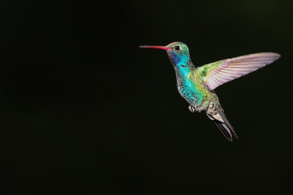kolibřík širokozobý - ML554203321