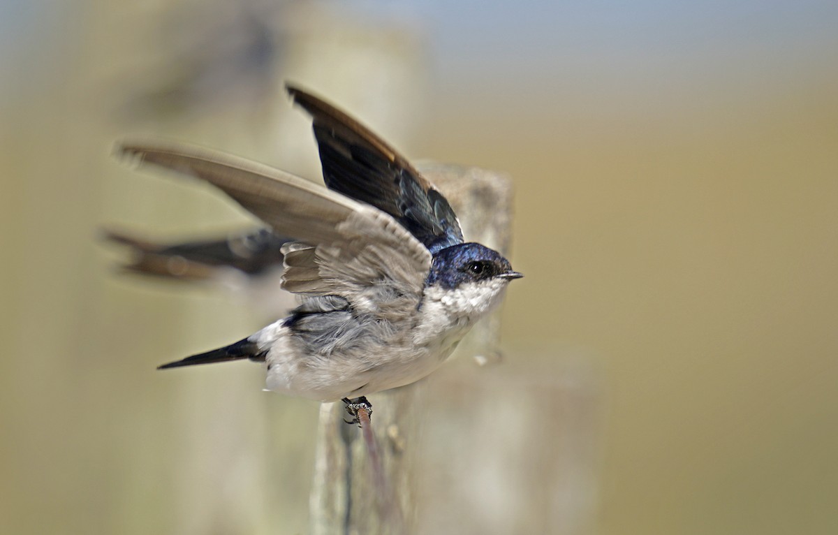 Chilean Swallow - Adrian Antunez