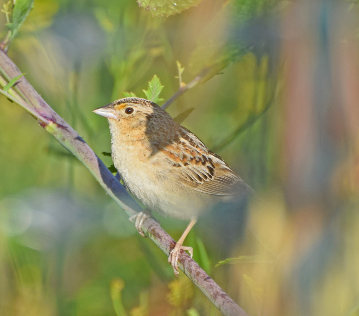 Grasshopper Sparrow - ML55420771