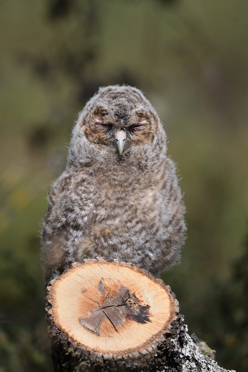 Tawny Owl - ML554214471