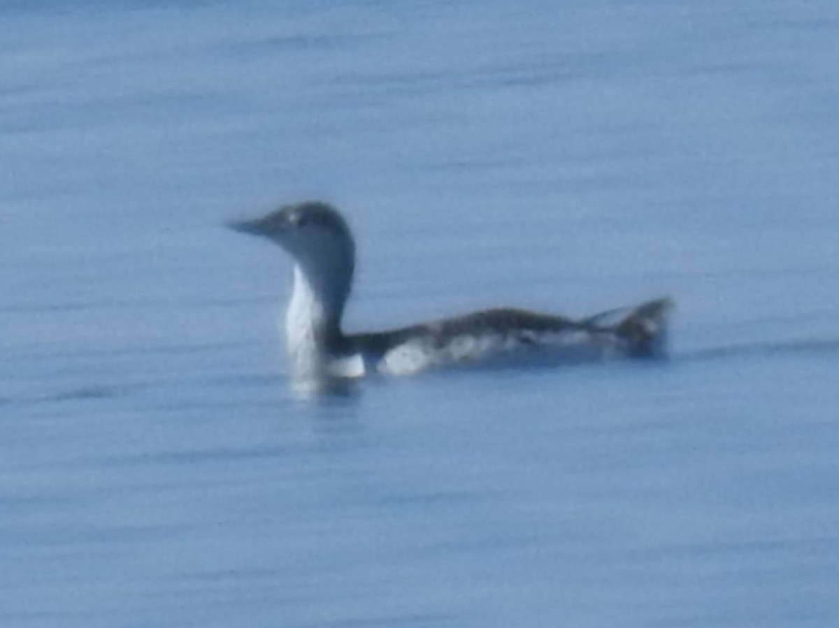 Red-throated Loon - ML55421531