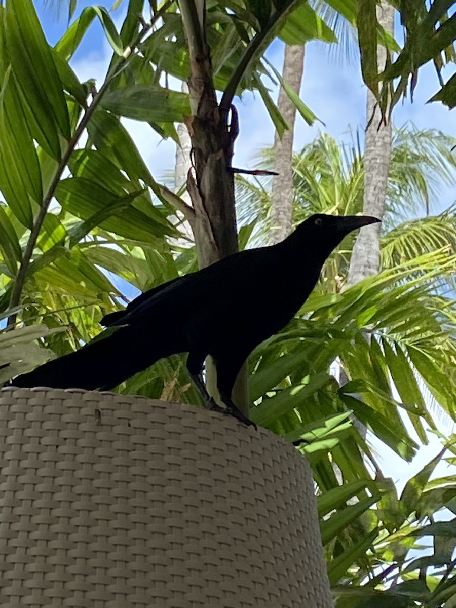 Great-tailed Grackle - ML554215551