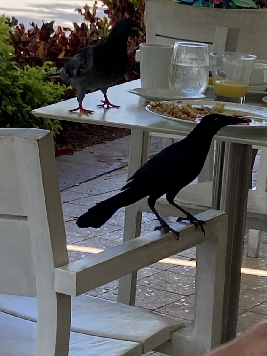 Great-tailed Grackle - ML554215561