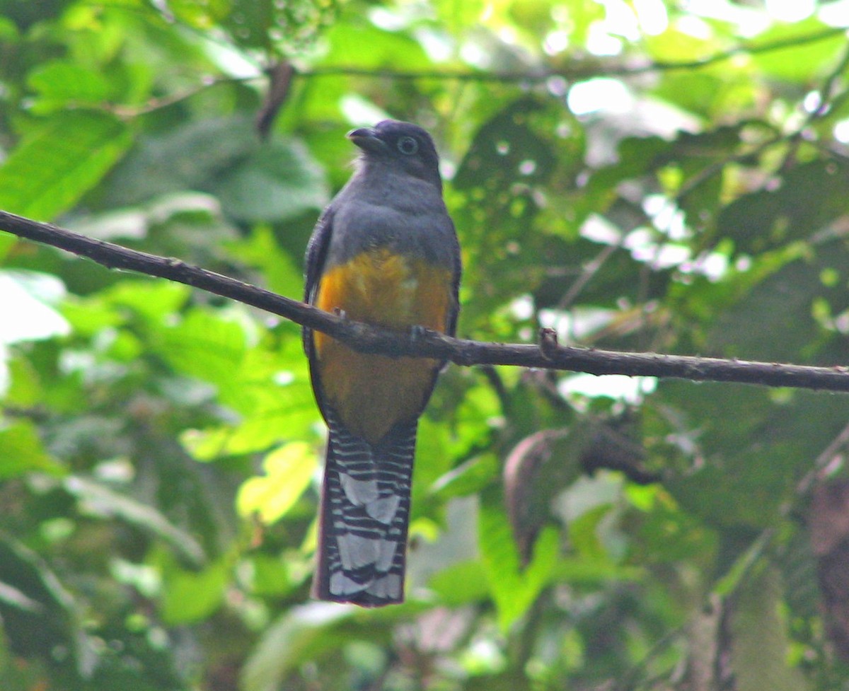 White-tailed Trogon - Fred Peters