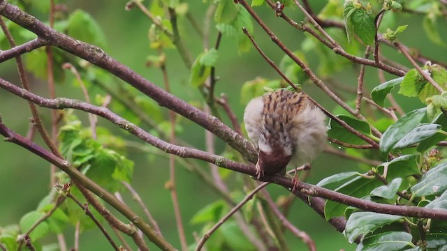 Eurasian Tree Sparrow - ML554220771