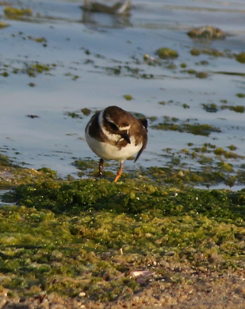 Common Ringed Plover - ML554226701