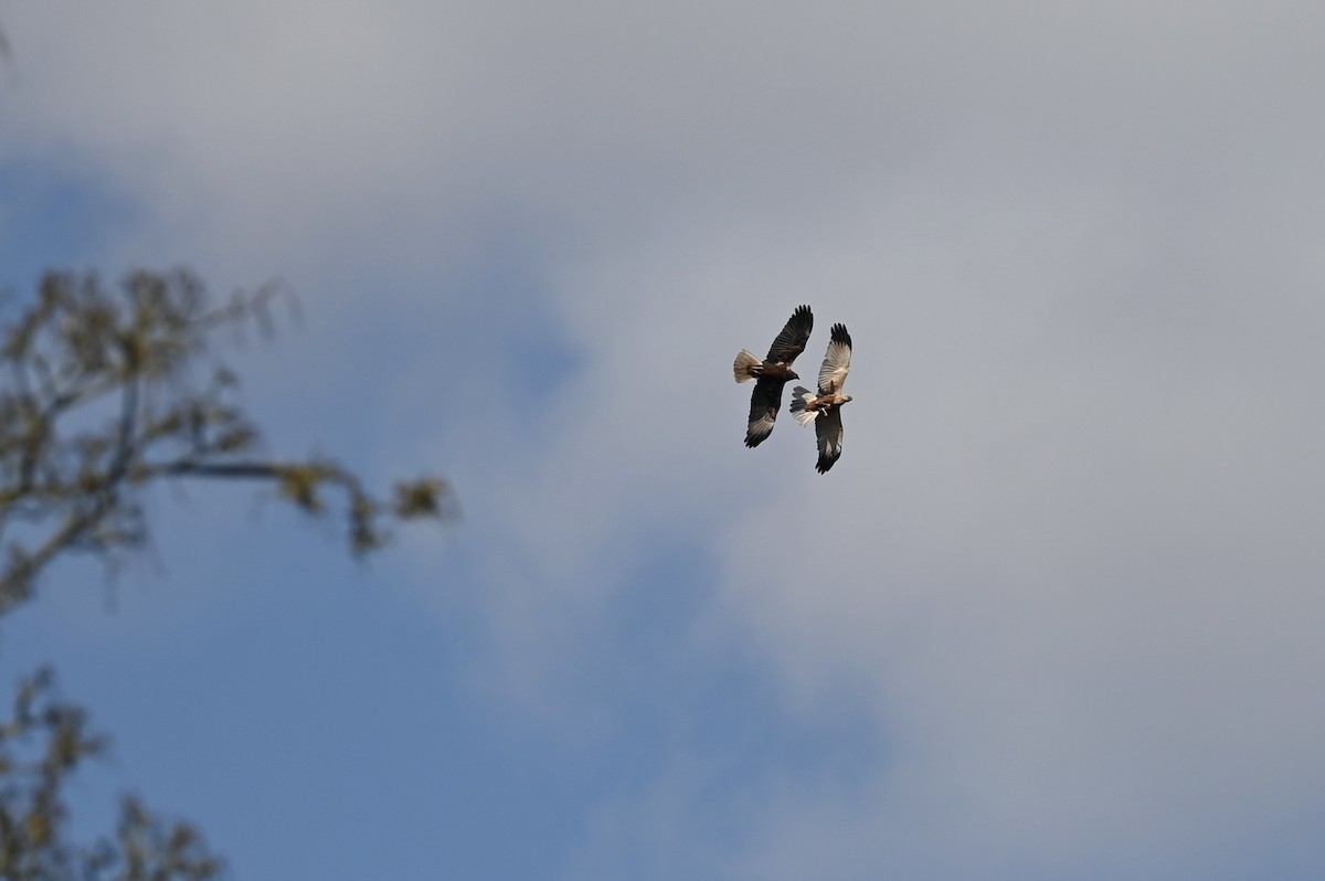 Western Marsh Harrier - julie desrosiers