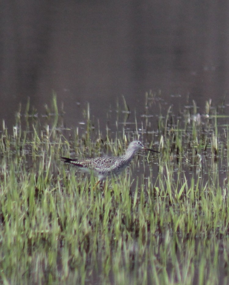 eBird Checklist 6 Apr 2023 Bolton Flats WMABolton 26 species