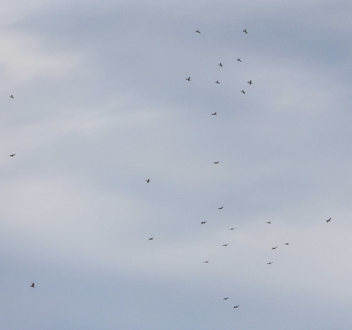 eBird Checklist 6 Apr 2023 Jug Bay Wetlands Sanctuary 63 species