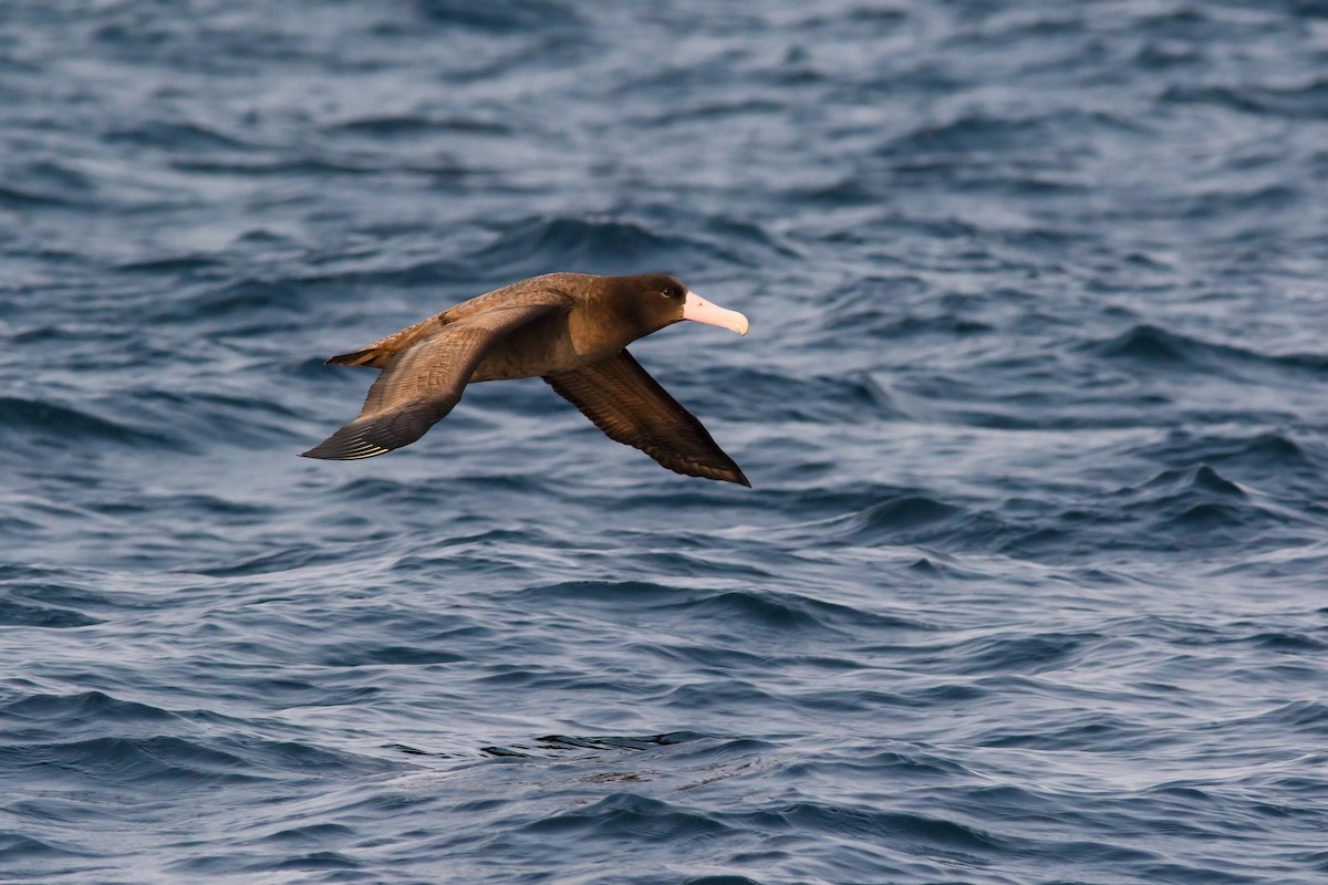 Short-tailed Albatross - ML554237661