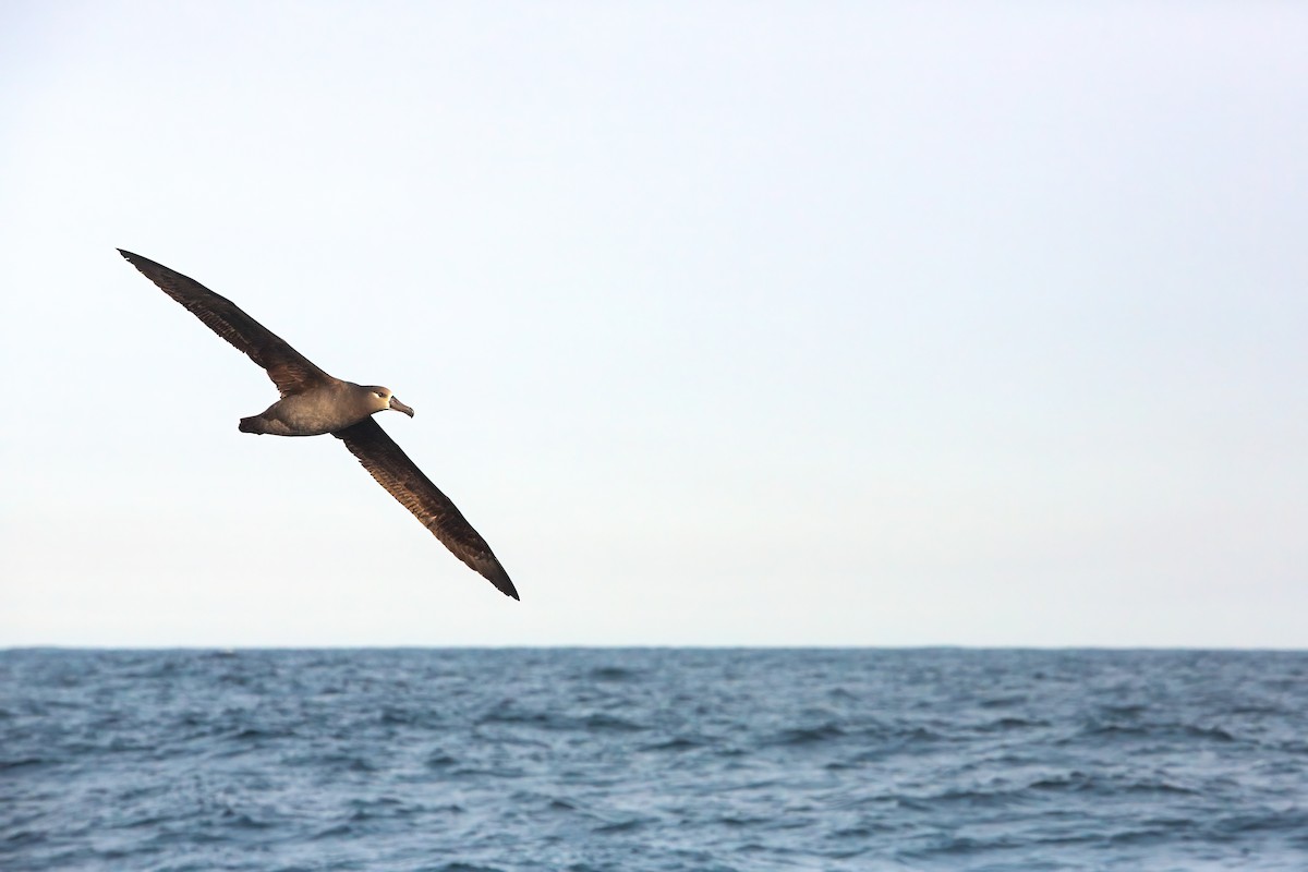 Black-footed Albatross - ML554239701