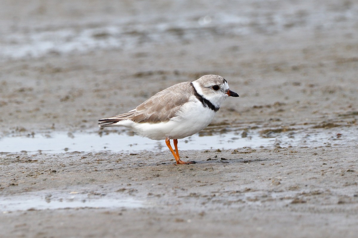 Piping Plover - ML554239991
