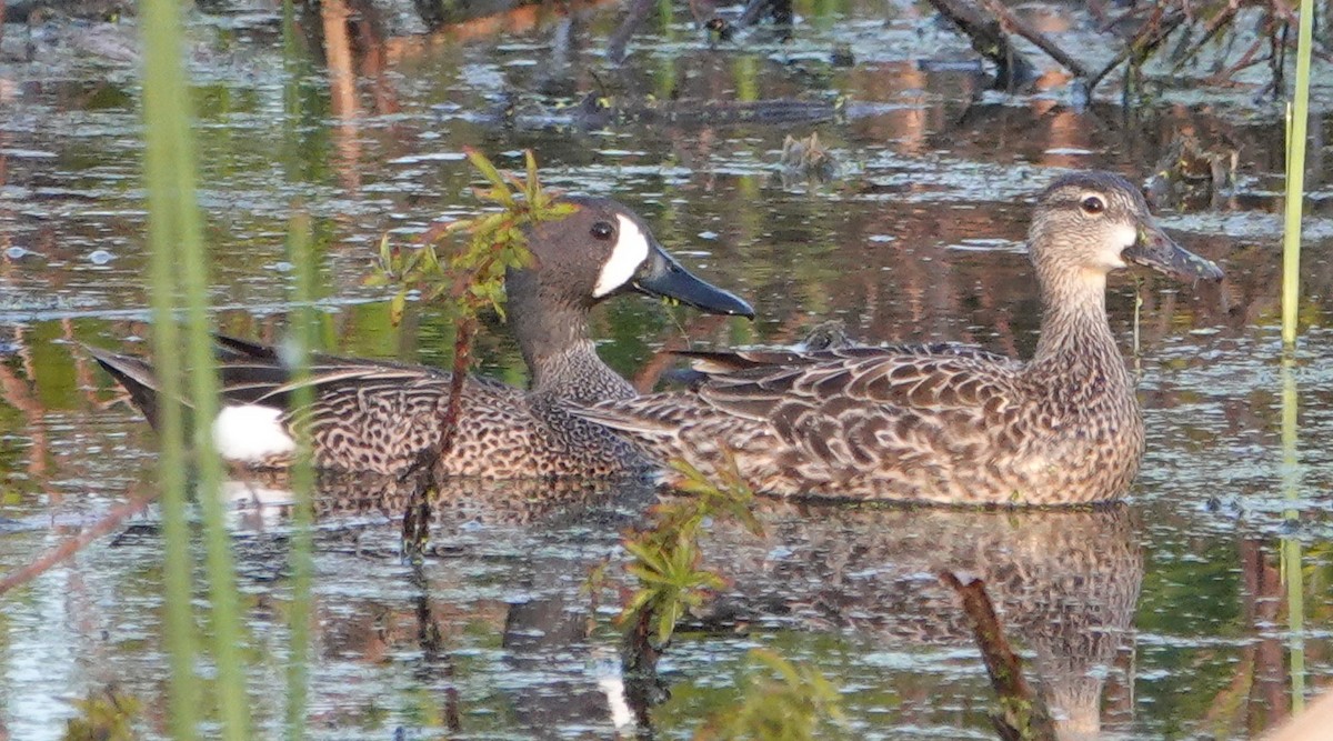 Blue-winged Teal - ML554240371