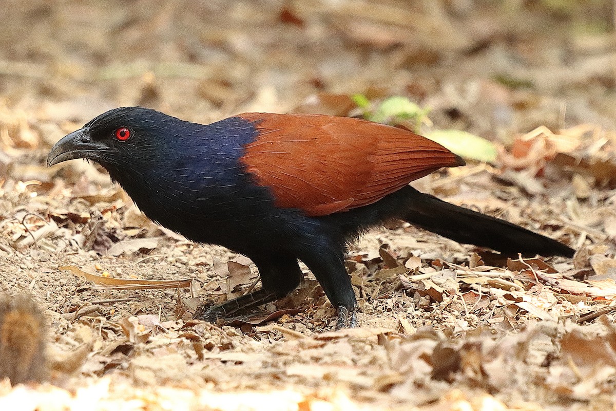 Greater Coucal (Greater) - ML554240481