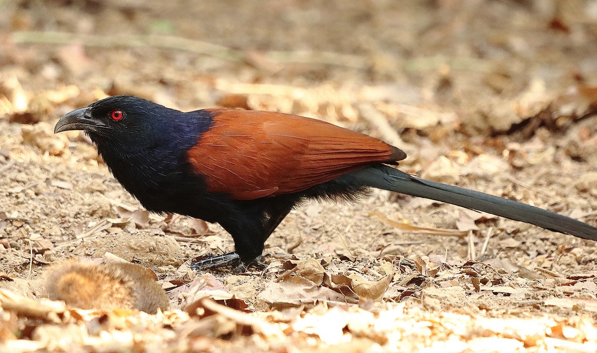 Greater Coucal (Greater) - ML554240521
