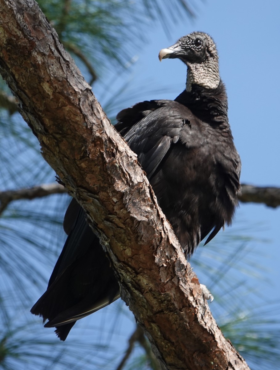 Black Vulture - ML554240541