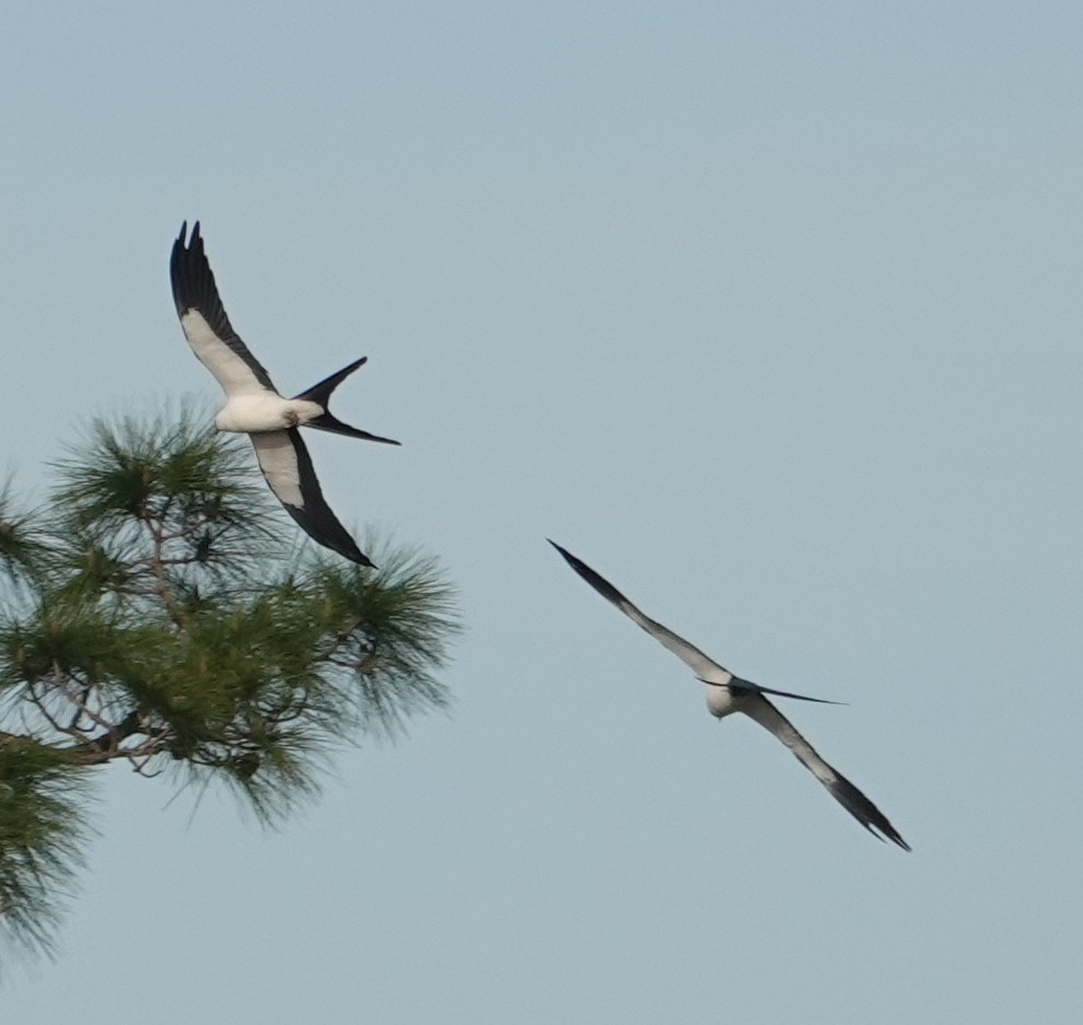 Swallow-tailed Kite - ML554240611