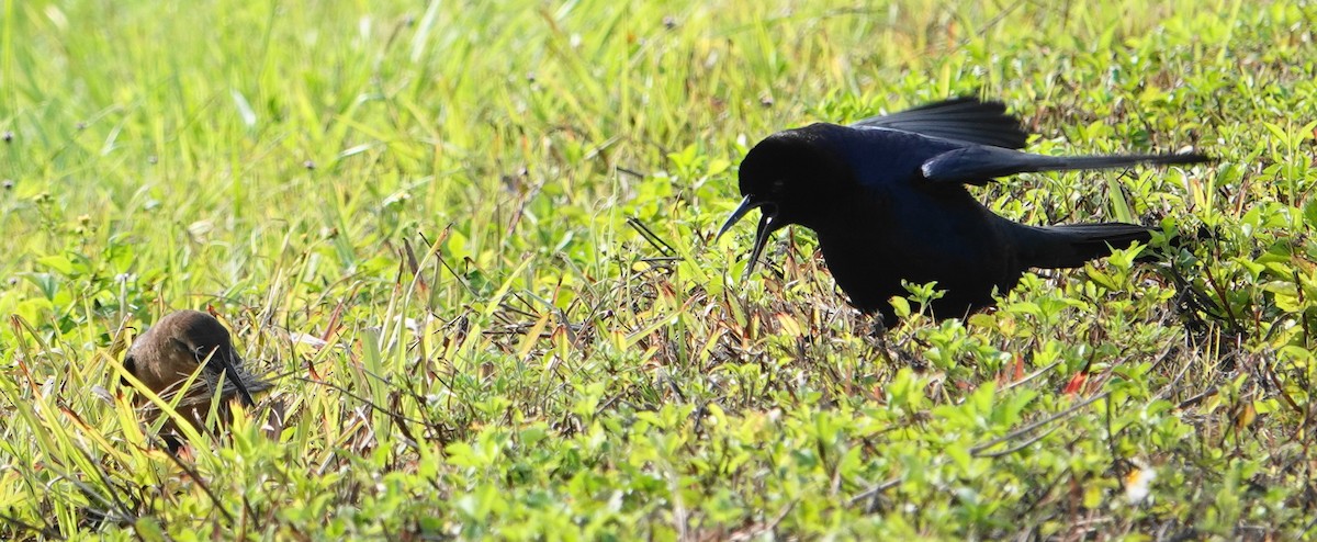 Boat-tailed Grackle - ML554240821
