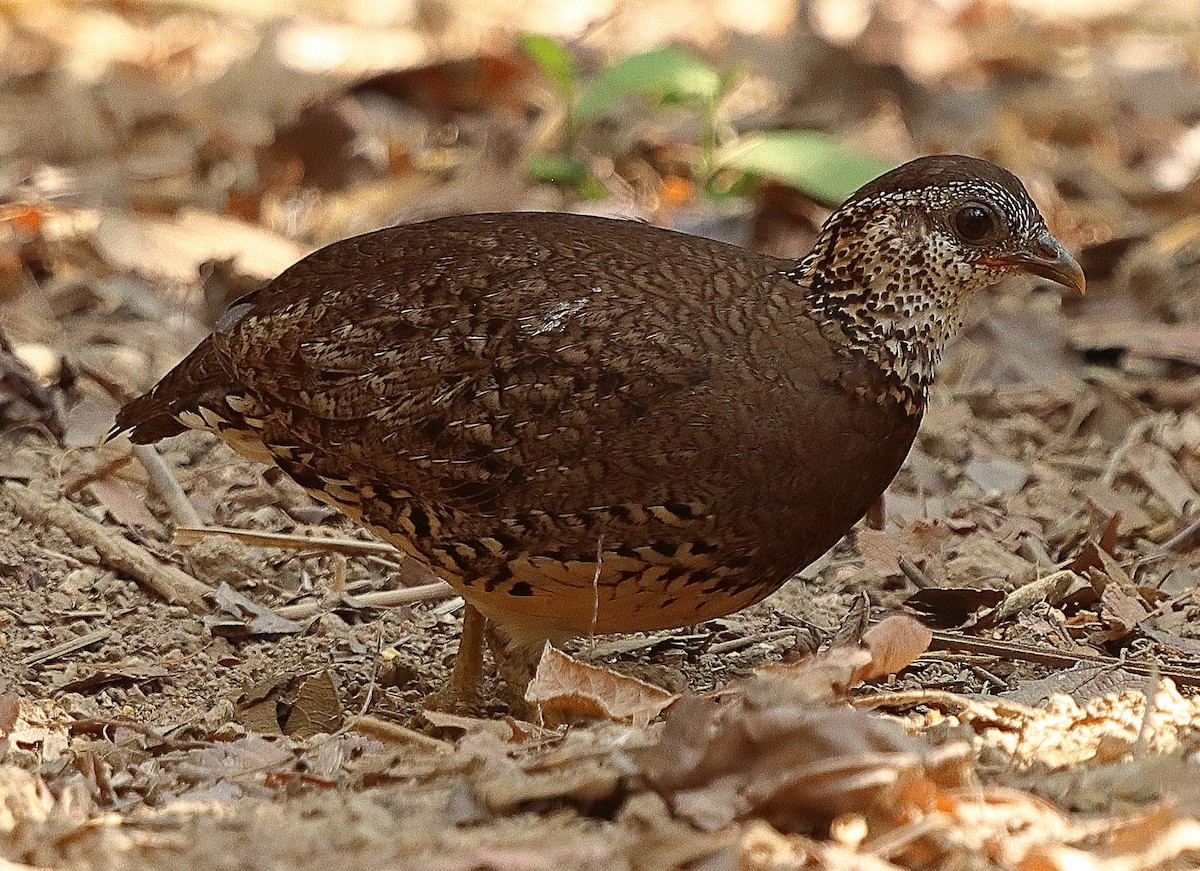 Scaly-breasted Partridge (Green-legged) - Brian Cox